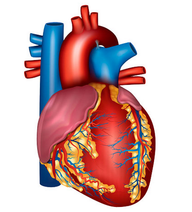 [Доктор Плесовских] Здоровье сердца и сосудов — как нормализовать артериальное давление (2023)