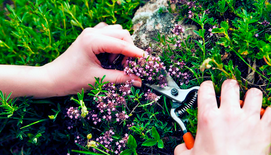 [Елена Корсун] [Фитоведа] 30 трав, которые необходимо собрать за лето (2022)