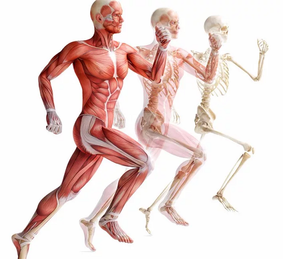 [Александр Волоткевич] Нейтральность, осанка и мышечно-скелетные асимметрии. Часть 2 (2025)