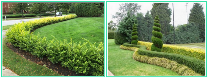 [Александр Сапелин] Секреты живых изгородей (2024)