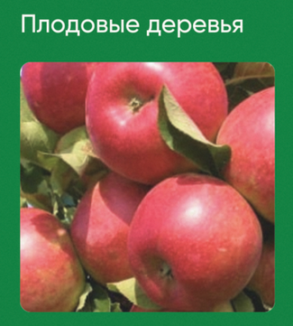 [Анна Акинина] [Школа нетипичного фермера] Плодовые деревья (2024)