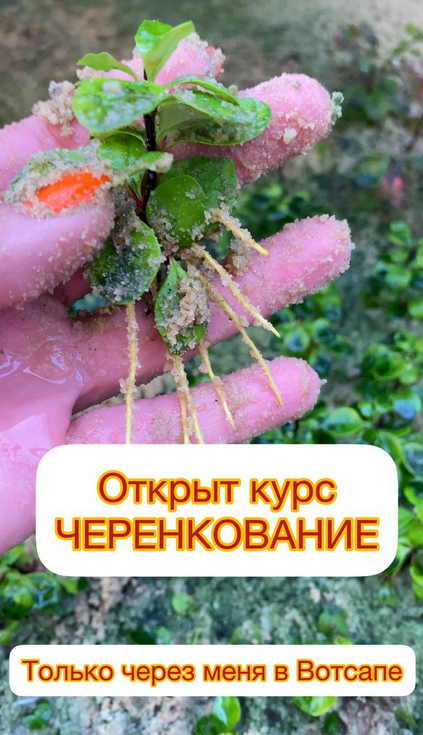 [Ева. Сад своими руками] Черенкование (2024)