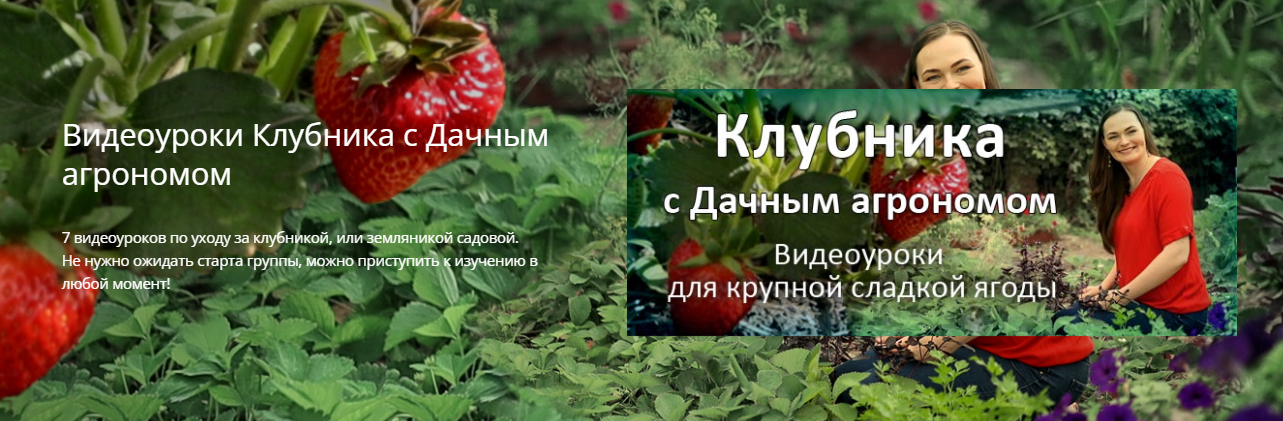 [Дачный агроном] Видеоуроки Клубника от А до Я (2022)