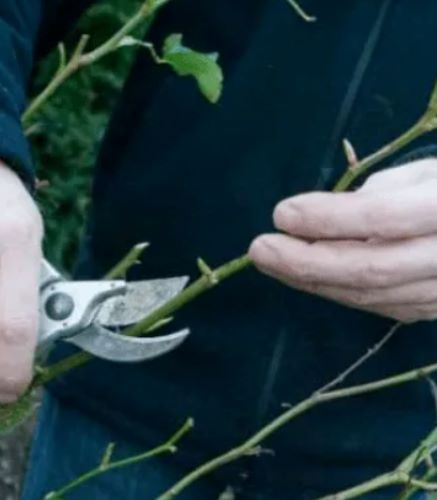 [Наталья Минина] Особенности обрезки роз (2024)