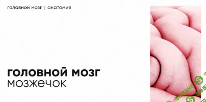 [Dr.Vorobev] Мозжечок - строение и функции (2022)