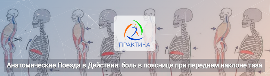 [Анна Щербина] Анатомические поезда в действии: боль в пояснице при переднем наклоне таза (2025)