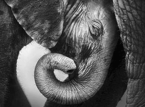 [Высшая школа психологии] Интегральный подход психологической работы с травмой развития. Раздел 6 (2023)